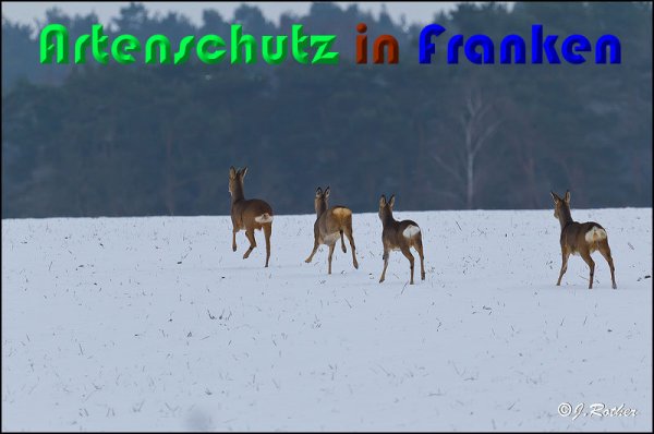 Copyright AiS Johannes Rother Bild zum Eintrag (54300-160)