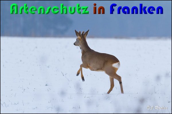 Copyright AiS Johannes Rother Bild zum Eintrag (54301-160)