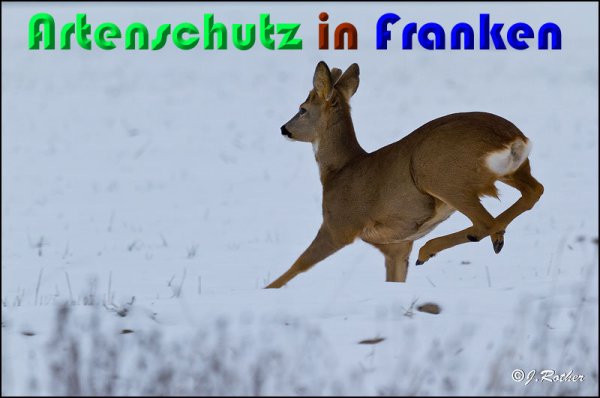 Bild zum Eintrag (54303-160)