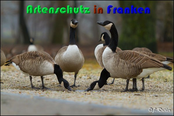 Copyright AiS Johannes Rother Bild zum Eintrag (54419-160)