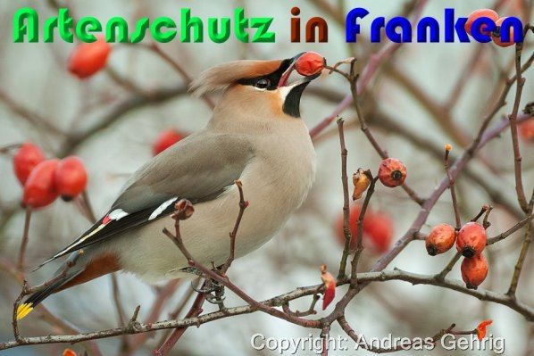 Copyright AiS Klaus Sanwald Bild zum Eintrag (54470-160)