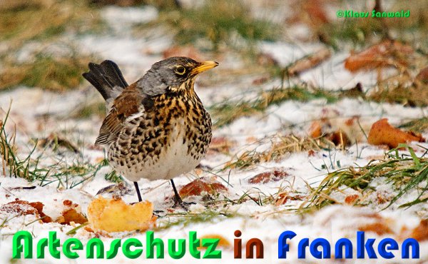 Copyright AiS Klaus Sanwald Bild zum Eintrag (54482-160)
