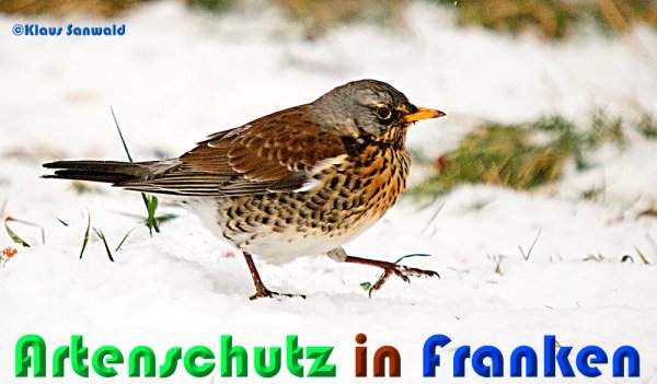 Copyright AiS Klaus Sanwald Bild zum Eintrag (54483-160)