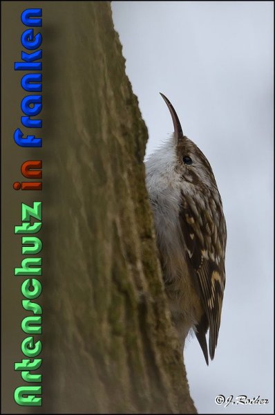 Copyright AiS Johannes Rother Bild zum Eintrag (54570-160)