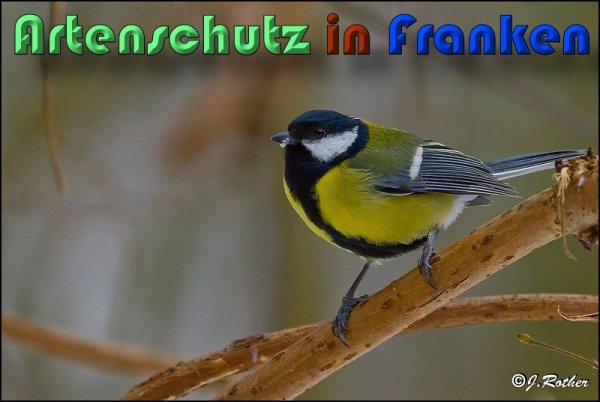 Copyright AiS Johannes Rother Bild zum Eintrag (54578-160)