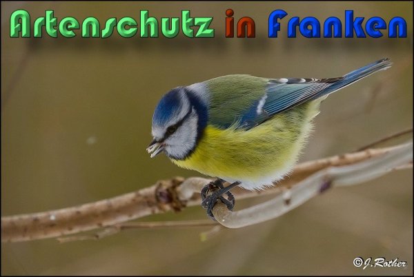 Copyright AiS Johannes Rother Bild zum Eintrag (54582-160)