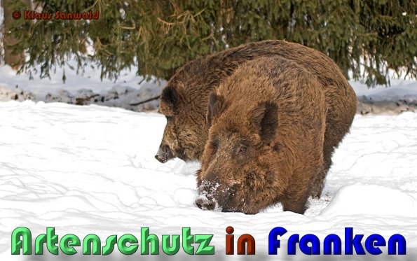 Copyright AiS Klaus Sanwald Bild zum Eintrag (54588-160)