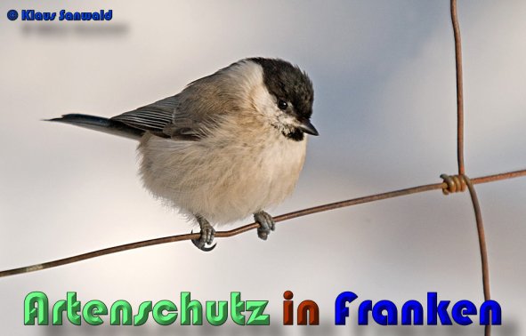 Copyright AiS Klaus Sanwald Bild zum Eintrag (54591-160)