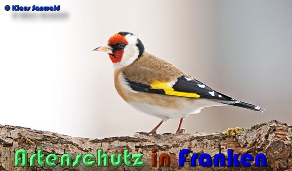 Copyright AiS Klaus Sanwald Bild zum Eintrag (54595-160)