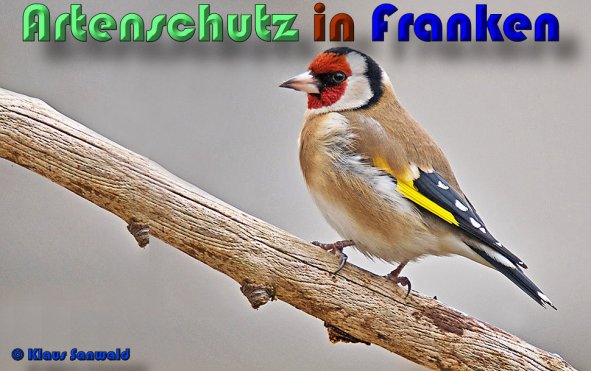 Copyright AiS Klaus Sanwald Bild zum Eintrag (54596-160)