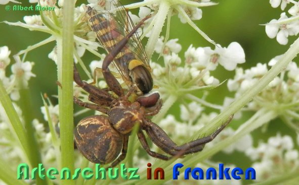 Copyright AiS Albert Meier Bild zum Eintrag (54608-160)