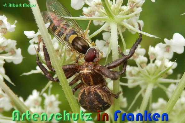 Copyright AiS Albert Meier Bild zum Eintrag (54609-160)