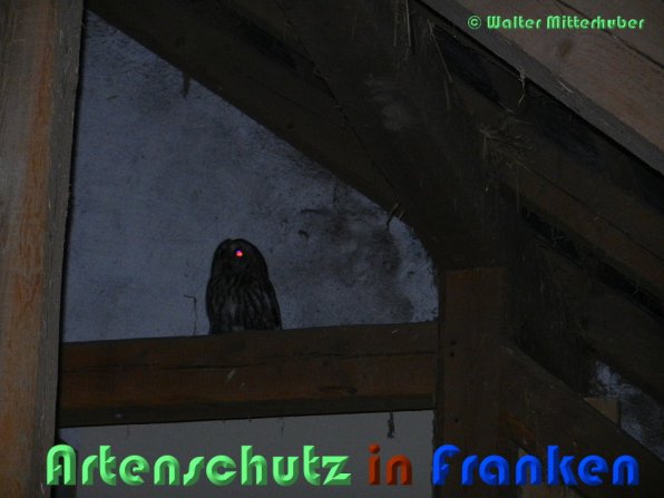 Copyright AiS Mitterhuber Bild zum Eintrag (54616-160)