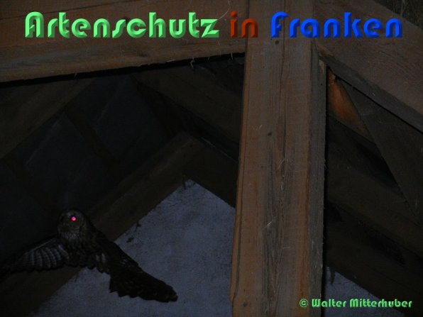 Copyright AiS Walter Mitterhuber Bild zum Eintrag (54617-160)