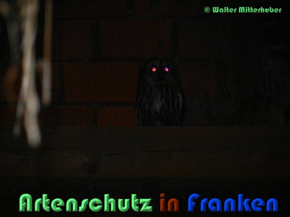 Copyright AiS Walter Mitterhuber Bild zum Eintrag (54618-160)