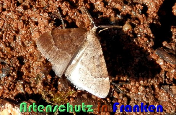 Copyright AiS Albert Meier Bild zum Eintrag (54659-160)