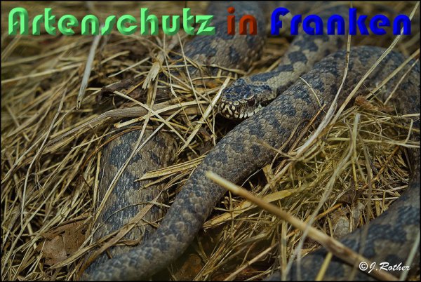 Copyright AiS Johannes Rother Bild zum Eintrag (54784-160)