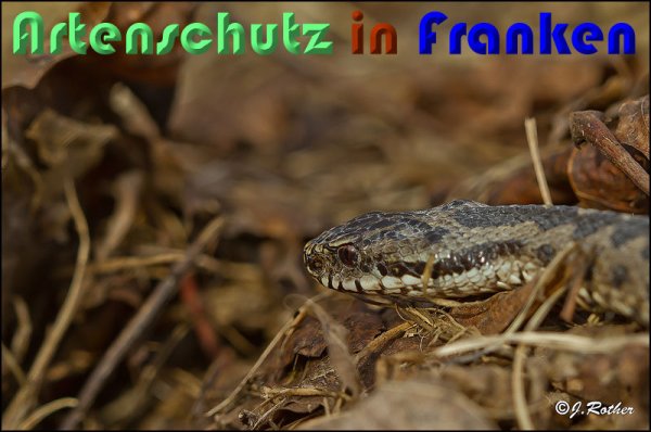 Bild zum Eintrag (54790-160)