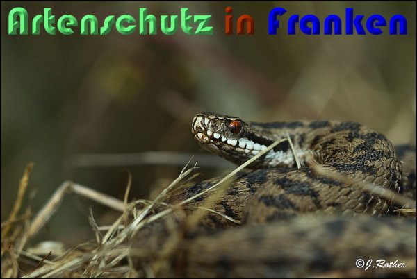 Copyright AiS Johannes Rother Bild zum Eintrag (54795-160)