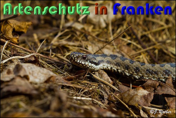 Copyright AiS Johannes Rother Bild zum Eintrag (54796-160)