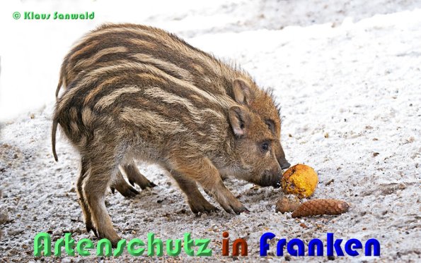 Copyright AiS Klaus Sanwald Bild zum Eintrag (54839-160)