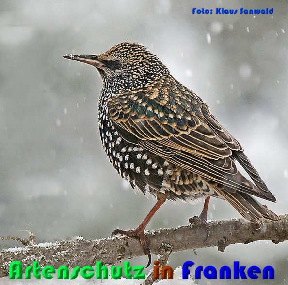 Copyright AiS Klaus Sanwald Bild zum Eintrag (55007-160)