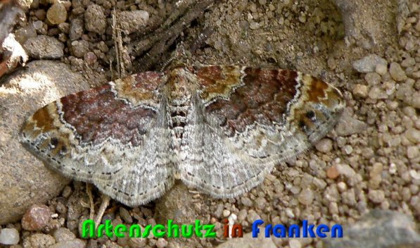 Copyright AiS Albert Meier Bild zum Eintrag (55474-160)