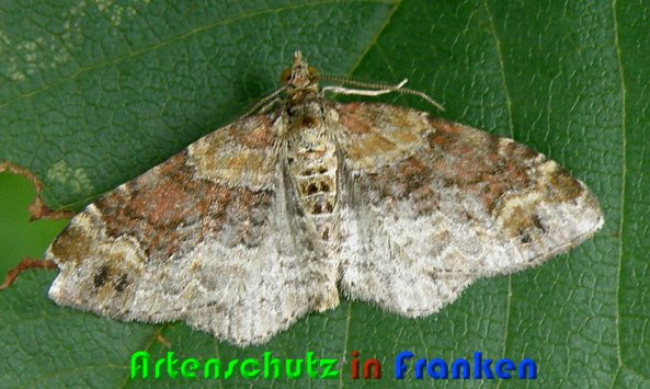 Copyright AiS Albert Meier Bild zum Eintrag (55475-160)
