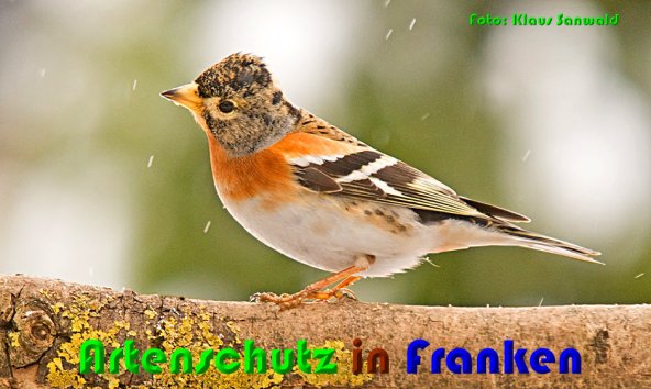 Copyright AiS Klaus Sanwald Bild zum Eintrag (55591-160)