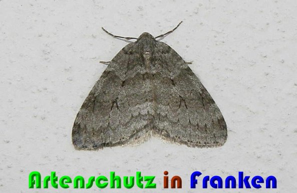 Copyright AiS Albert Meier Bild zum Eintrag (56204-160)
