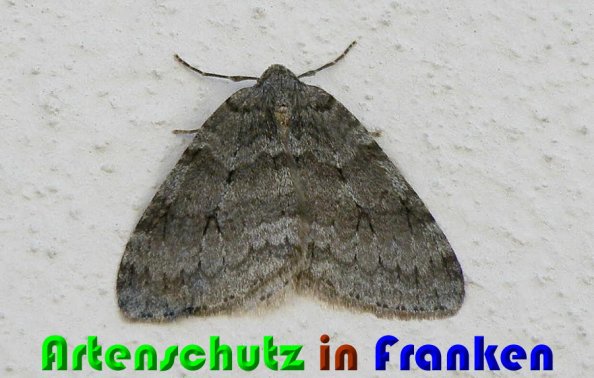Copyright AiS Albert Meier Bild zum Eintrag (56205-160)