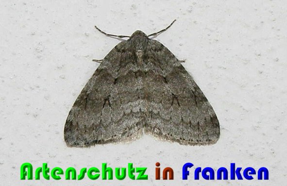 Copyright AiS Albert Meier Bild zum Eintrag (56206-160)