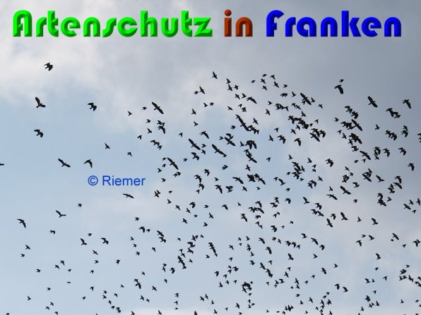 Copyright AiS Günther Mehler Bild zum Eintrag (56215-160)