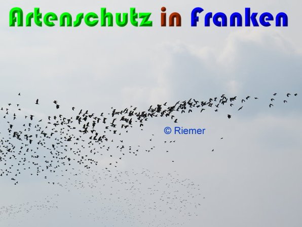 Copyright AiS Riemer Bild zum Eintrag (56216-160)