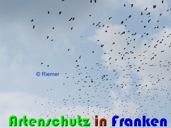 Copyright AiS Riemer Bild zum Eintrag (56217-160)