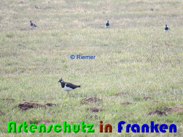 Copyright AiS Riemer Bild zum Eintrag (56218-160)