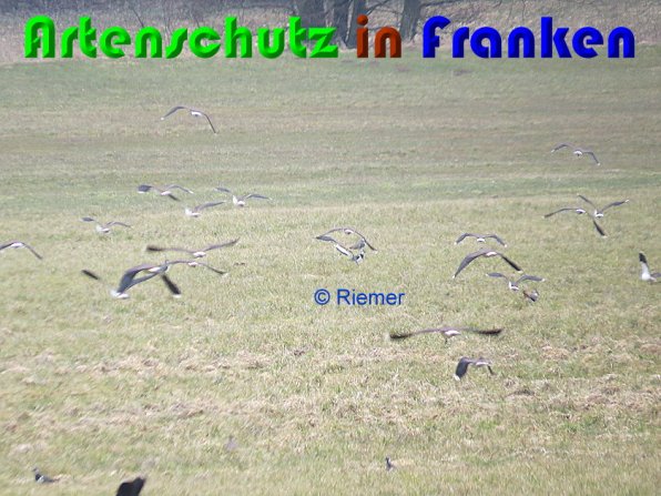 Copyright AiS Riemer Bild zum Eintrag (56220-160)