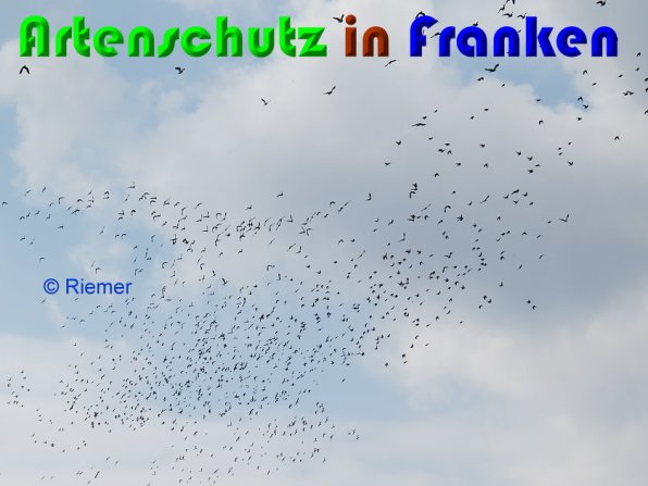 Copyright AiS Riemer Bild zum Eintrag (56221-160)