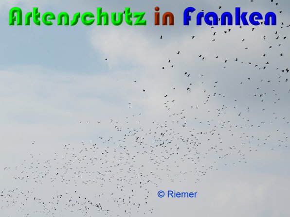 Copyright AiS Riemer Bild zum Eintrag (56223-160)