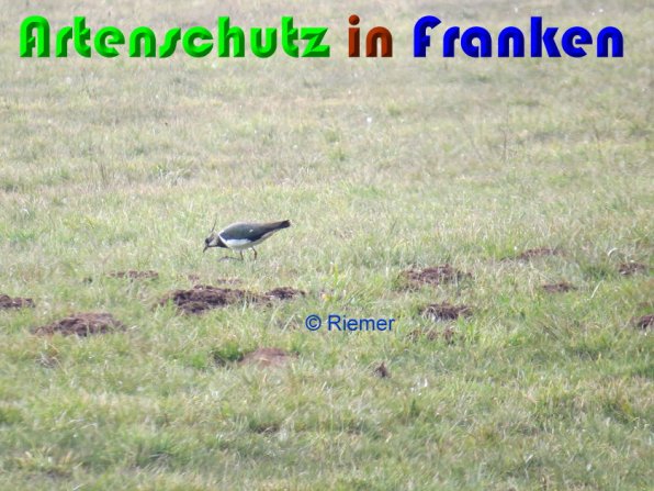 Copyright AiS Riemer Bild zum Eintrag (56225-160)