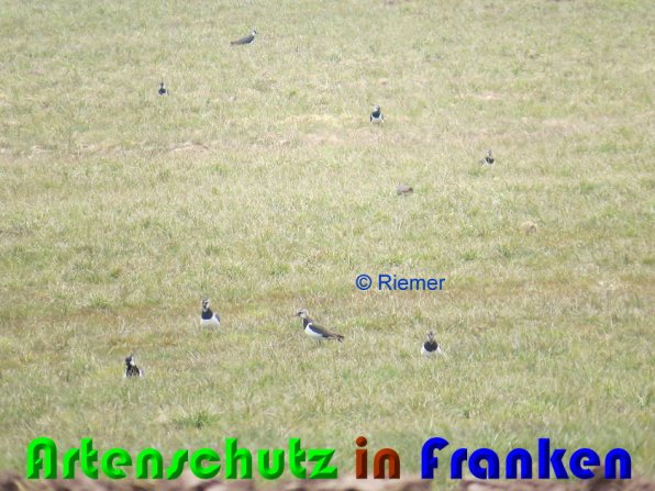 Copyright AiS Riemer Bild zum Eintrag (56226-160)