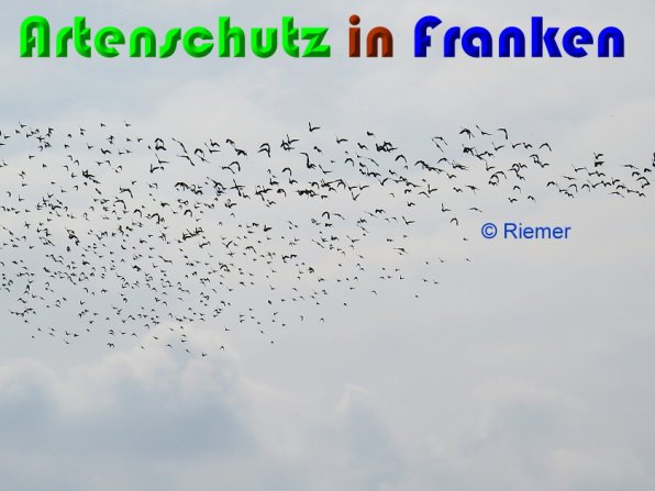 Copyright AiS Riemer Bild zum Eintrag (56227-160)