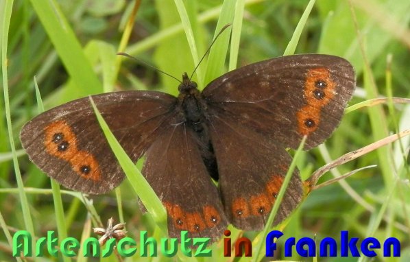 Copyright AiS Albert Meier Bild zum Eintrag (56290-160)