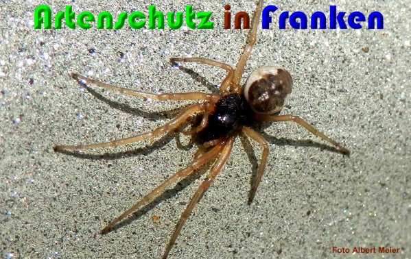 Copyright AiS Albert Meier Bild zum Eintrag (56383-160)