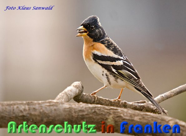 Copyright AiS Klaus Sanwald Bild zum Eintrag (56483-160)