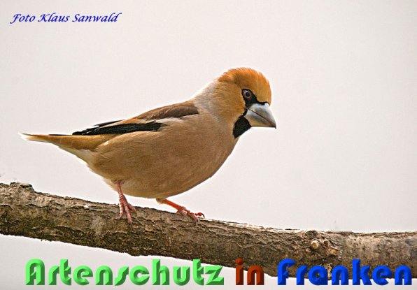 Copyright AiS Klaus Sanwald Bild zum Eintrag (56485-160)