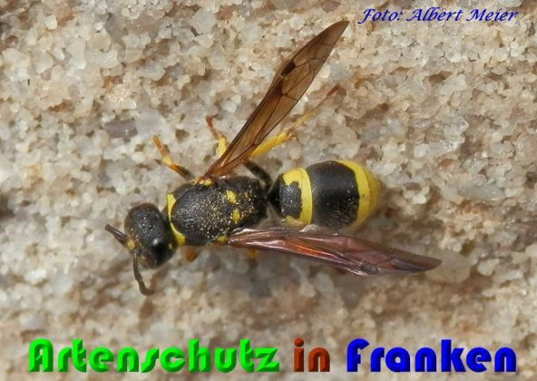 Copyright AiS Albert Meier Bild zum Eintrag (56515-160)
