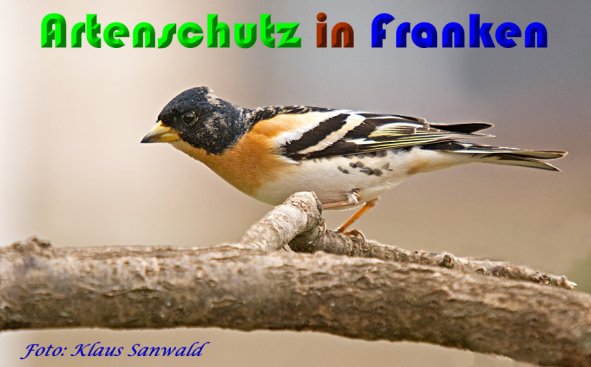 Copyright AiS Klaus Sanwald Bild zum Eintrag (56524-160)