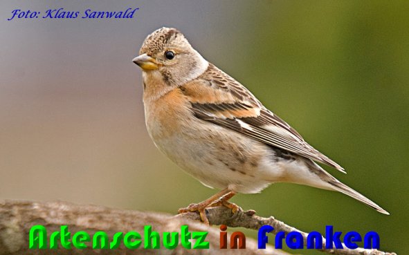 Copyright AiS Klaus Sanwald Bild zum Eintrag (56525-160)