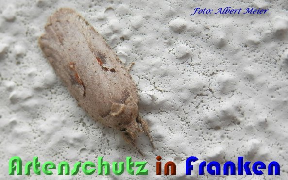 Copyright AiS Albert Meier Bild zum Eintrag (56560-160)